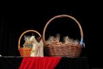 Teatr KOD z Dębna triumfatorem Luterka