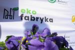 Blisko 2,5 tys. bratków trafiło do mieszkańców