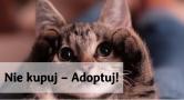Nie kupuj – Adoptuj! 