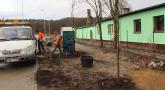 Przybywa nowych drzew w mieście