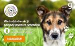 Akcja Nakarm Psa