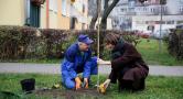 Nowe drzewa i krzewy na osiedlu Wejherowskiej Spółdzielni Mieszkaniowej 