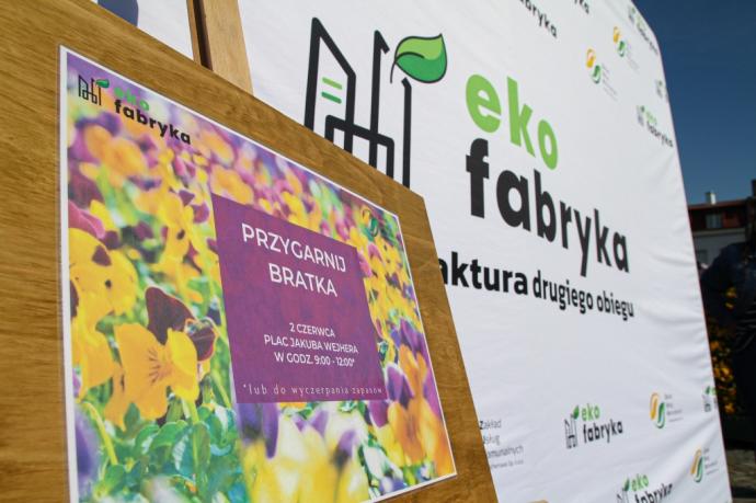 Blisko 2,5 tys. bratków trafiło do mieszkańców