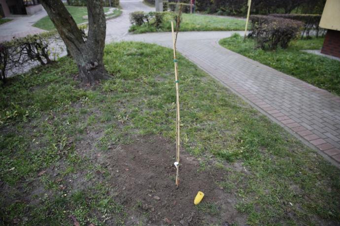 Mieszkańcy chętnie włączają się do akcji „KLIMATycznie w Wejherowie”